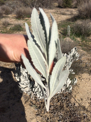 Eriodictyon tomentosum