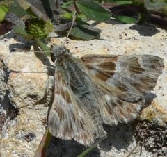 Muschampia orientalis