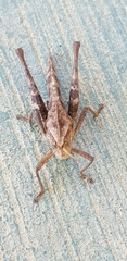Xyleus discoideus mexicanus