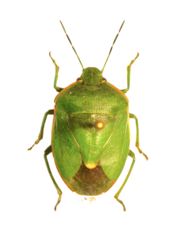 Chlorochroa persimilis