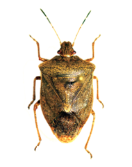 Euschistus servus euschistoides