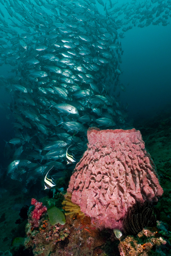 Barrel Sponge