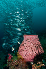 Barrel Sponge