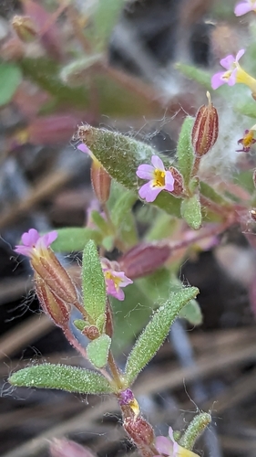 Image of Erythranthe rubella by (c) Darrin Gobble, some rights reserved (CC BY)