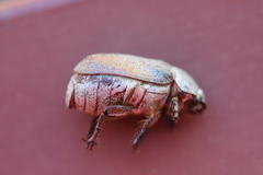 Lepidiota squamulata