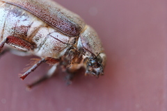 Lepidiota squamulata