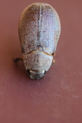 Lepidiota squamulata