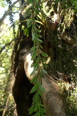 Tmesipteris tannensis