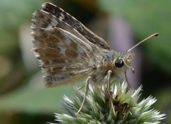 Muschampia alta