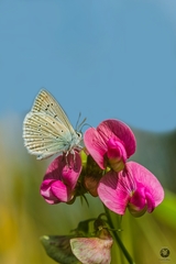Polyommatus daphnis