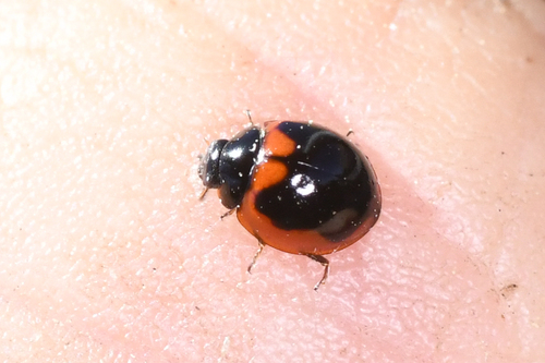 Exochomus subrotundus photo 5