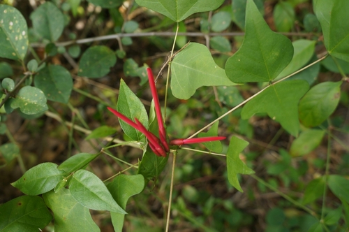 Erythrina image
