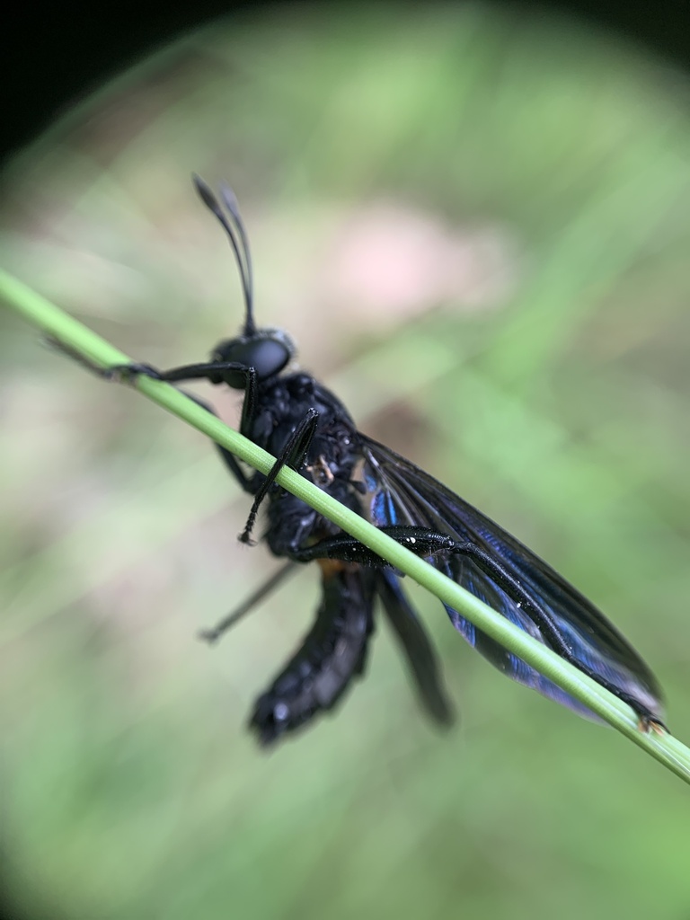 Mydas audax