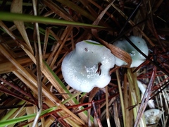 Stropharia pseudocyanea