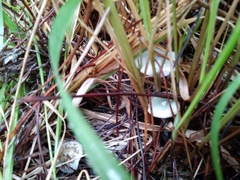 Stropharia pseudocyanea