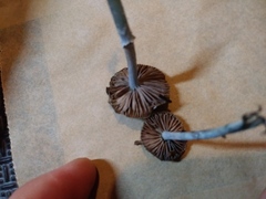 Stropharia pseudocyanea