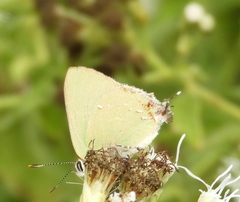 Cyanophrys miserabilis