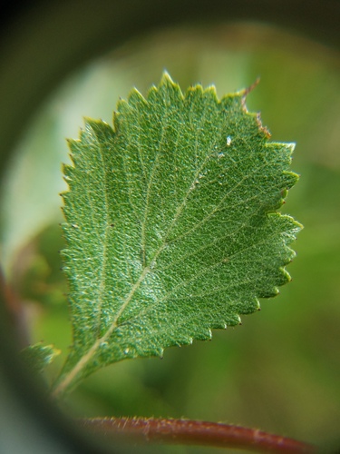 Crataegus senta