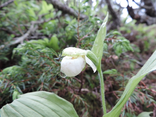 Sparrow's-egg Lady's Slipper