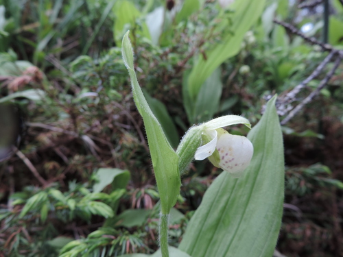 Sparrow's-egg Lady's Slipper