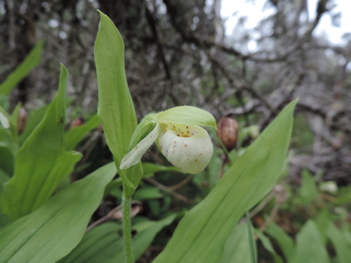Sparrow's-egg Lady's Slipper