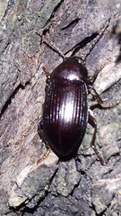 Nalassus dermestoides