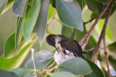 Mellisuga minima