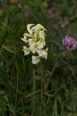 Pedicularis tuberosa