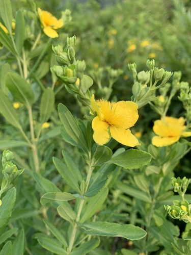 Swink's St. John's wort (Hypericum swinkianum)