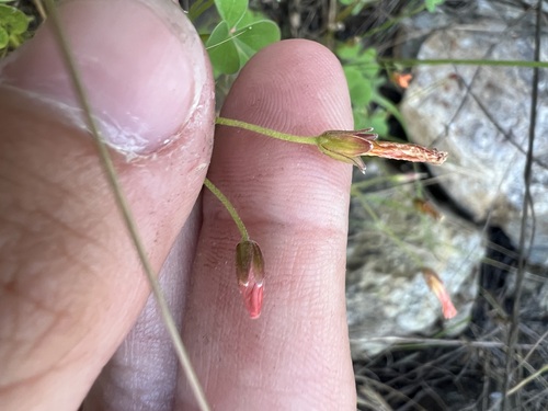 Image of Oxalis californica by no rights reserved