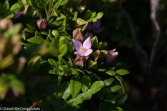 Boronia alata