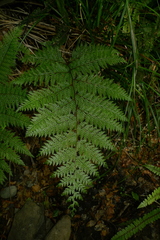 Leptolepia novae-zelandiae