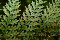 Leptolepia novae-zelandiae