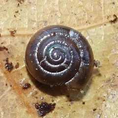 Glyphyalinia