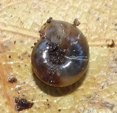 Glyphyalinia