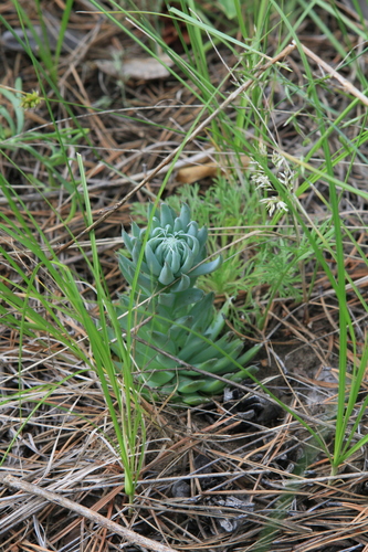 Orostachys spinosa