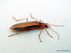 Thelyphassa lineata