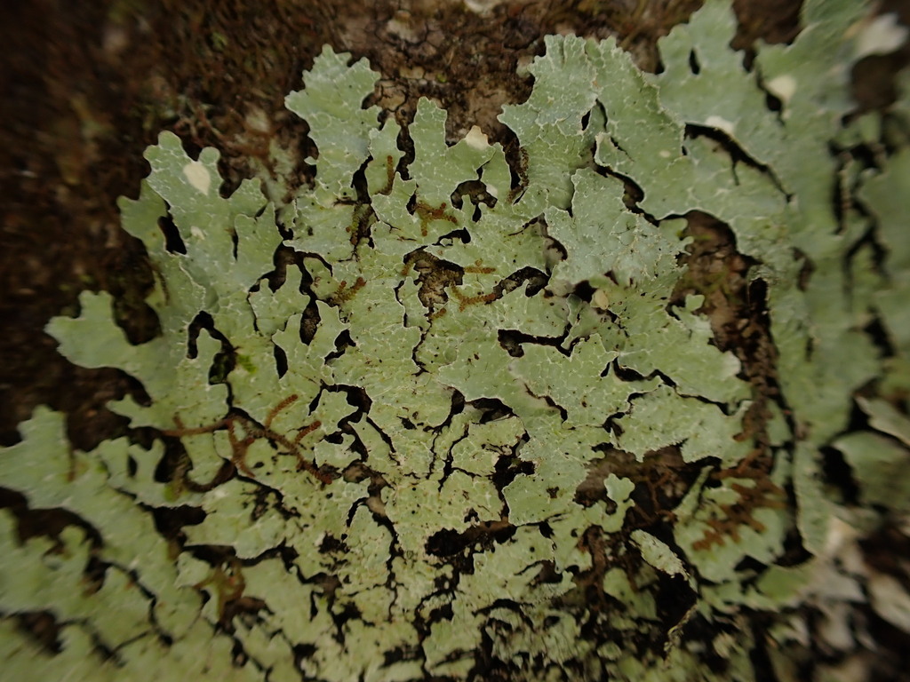 Notoparmelia kerguelensis