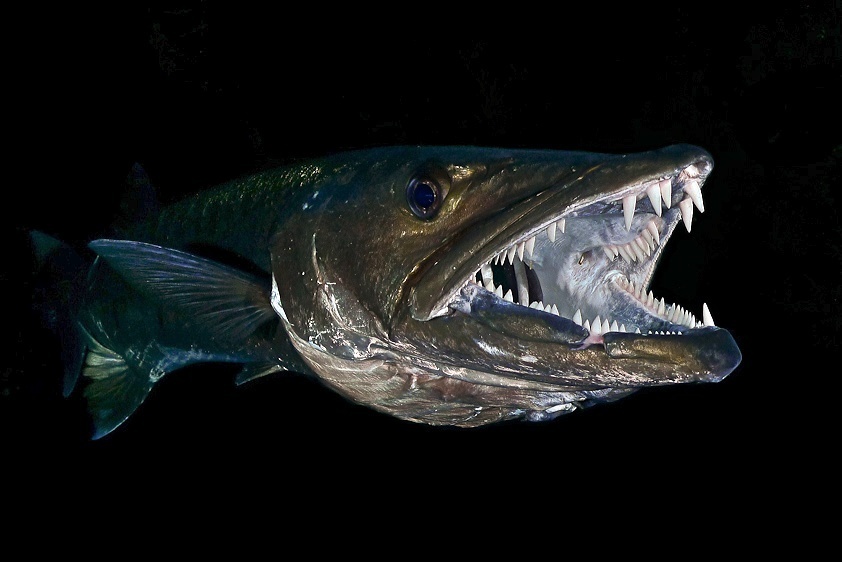 Foto de Barracuda (Sphyraena barracuda)