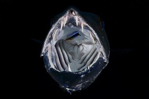 Foto de Barracuda (Sphyraena barracuda)