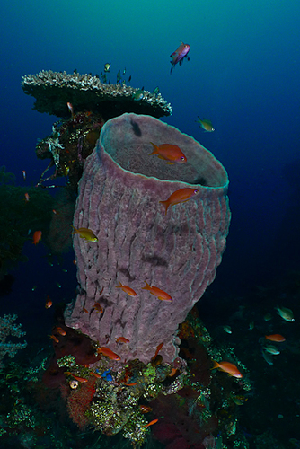 Barrel Sponge