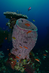Barrel Sponge