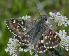 Muschampia tessellum