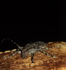 Acanthoderini