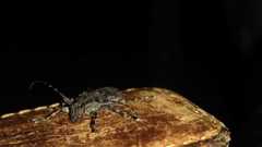 Acanthoderini
