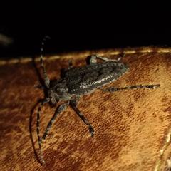 Acanthoderini