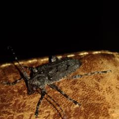 Acanthoderini