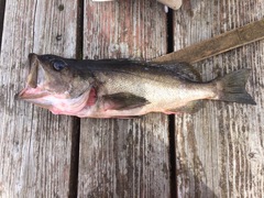 Sebastes brevispinis