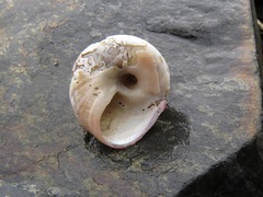 Tegula pulligo