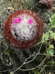 Melocactus intortus